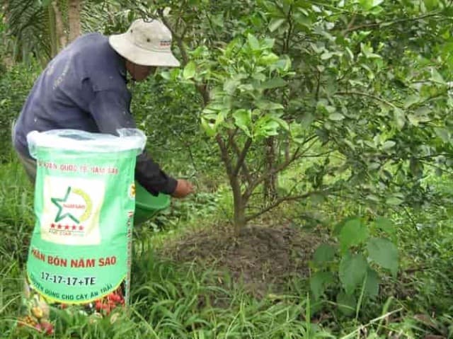 Bón thúc cho cây để làm gì?