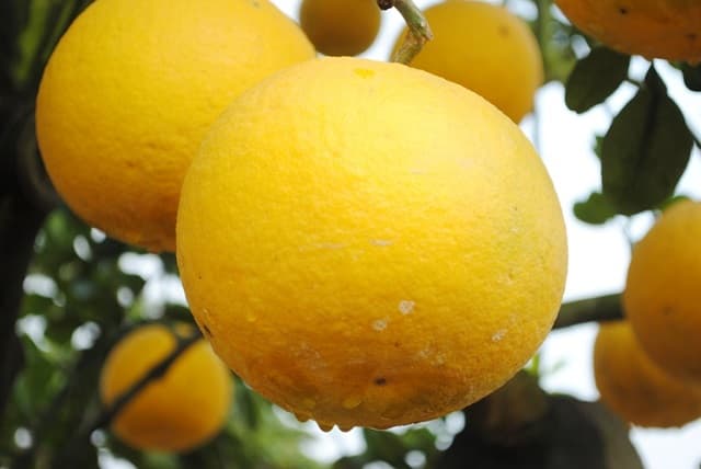 Bưởi Diễn là bưởi gì?