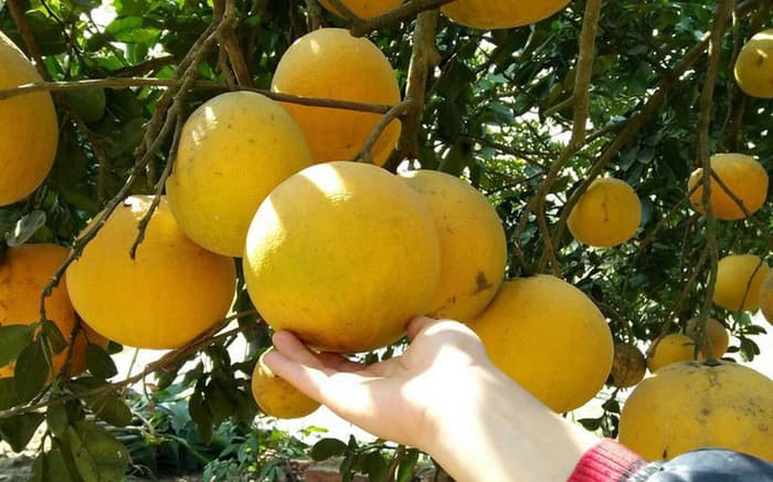 Bưởi Diễn ra hoa vào tháng mấy?