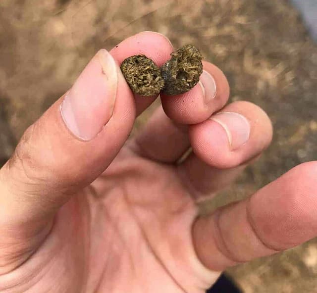 Các thành phần của phân dê