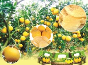 Cách chọn bưởi Diễn giống