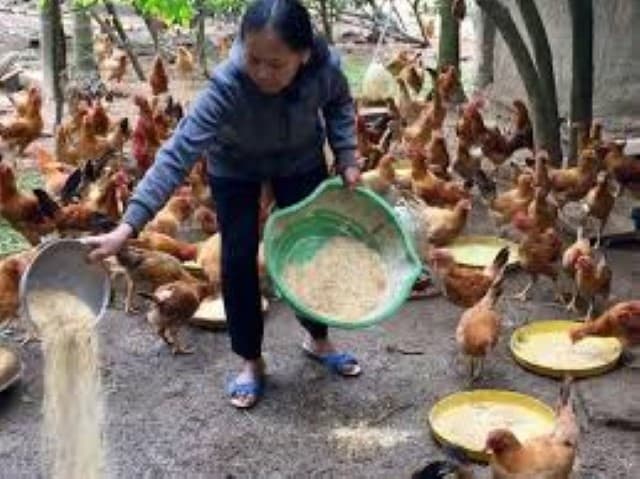 Cùng tìm hiểu cách ủ thức ăn cho gà, vịt, gia cầm.