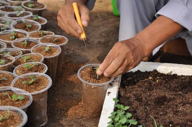 Cùng tìm hiểu về ủ xơ dừa trồng cây.