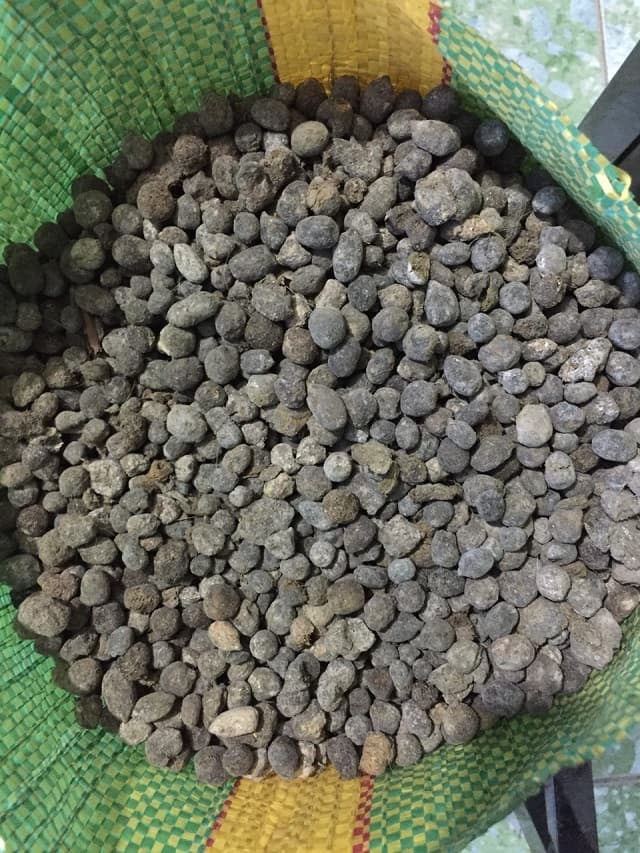 Nên bón phân dê vào buổi sáng