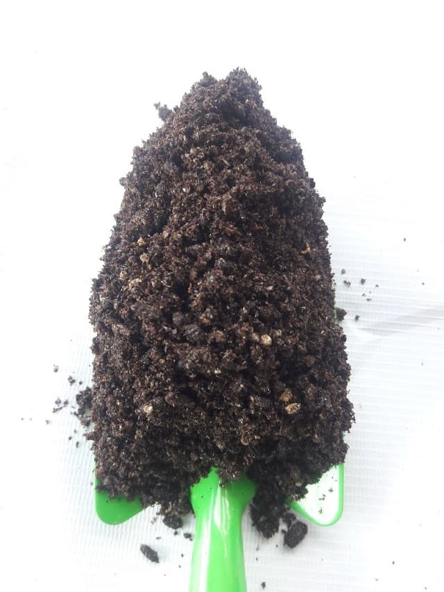 Phân dơi có thể sử dụng cho rất nhiều loại cây