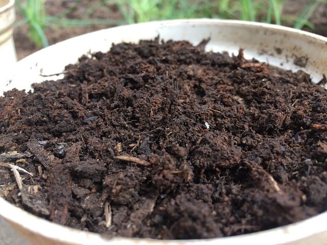 Phân gà ủ xử lý không tốt sẽ gây hại cho cây trồng do chưa khử hết mầm bệnh