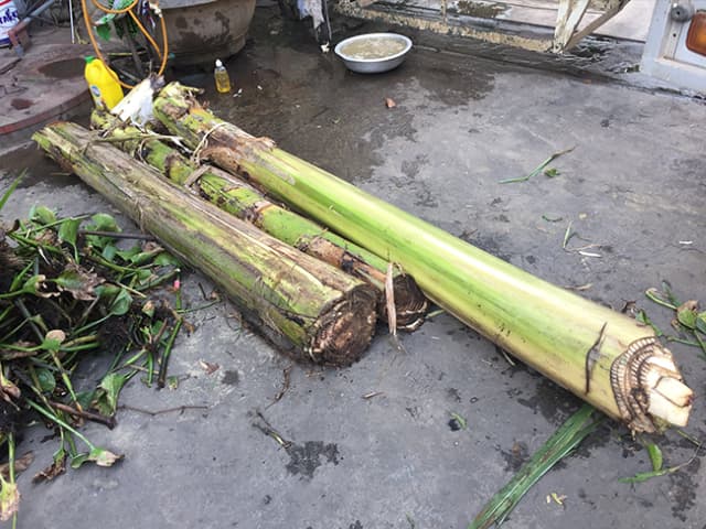 Thân cây chuối có rất nhiều chất xơ.