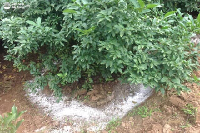 Bón phân thúc đúng mục đích