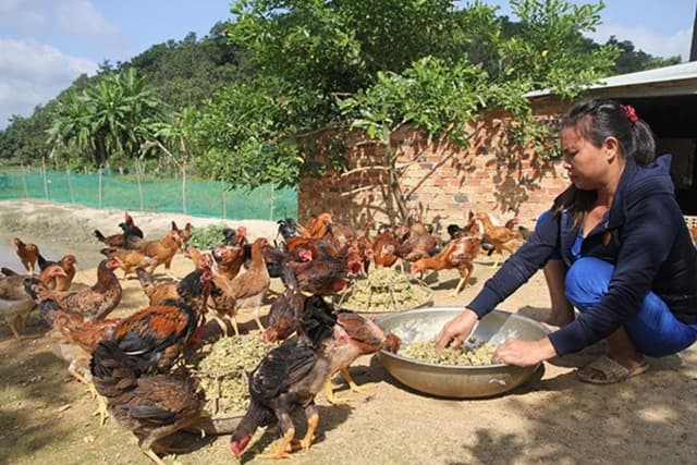 Tùy từng giai đoạn mà việc cho gà ăn cũng khác nhau.