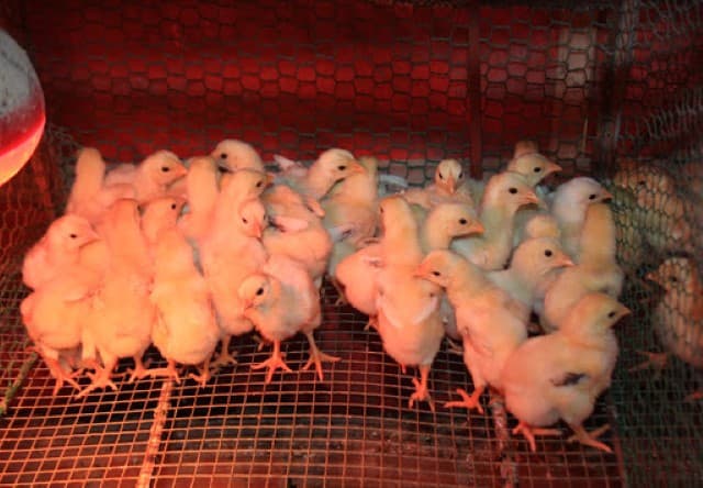 Cách chăm sóc gà úm