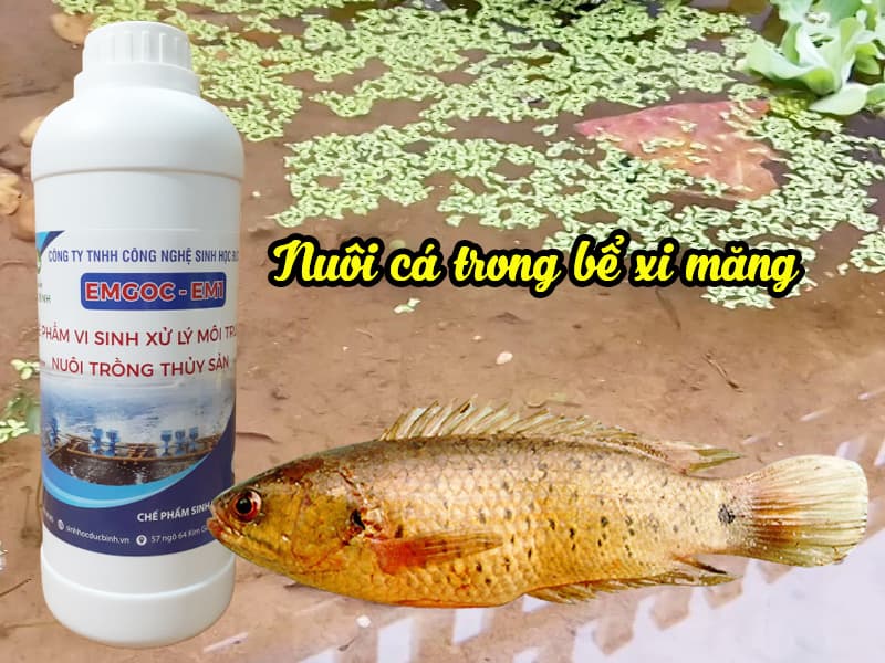 Kỹ thuật nuôi cá rô đồng trong bể xi măng đạt năng suất cao