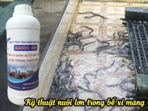 Cách nuôi lương trong bể xi măng hiệu quả nhất