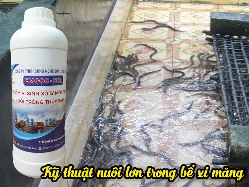 Cách nuôi lương trong bể xi măng hiệu quả nhất