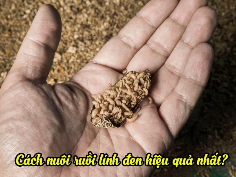 Cùng tìm hiểu về cách nuôi ruồi lính đen.