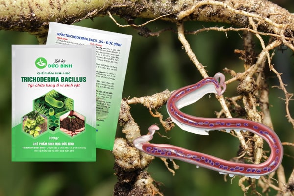 Cách phòng trị tuyến trùng hiệu quả bằng chế phẩm sinh học Nấm đối kháng trichoderma Đức Bình
