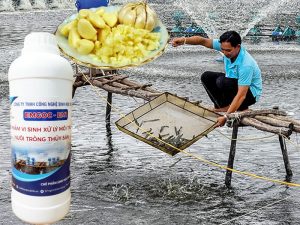Cách ủ tỏi cho tôm ăn bằng chế phẩm sinh học E.M