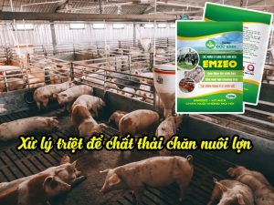 Cách xử lý chất thải chăn nuôi lợn hiệu quả nhất là sử dụng chế phẩm sinh học EMZEO chuyên dùng cho chăn nuôi