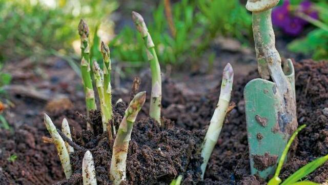 Chọn vị trí luống măng tây về phía rìa vườn của bạn, nơi chúng sẽ không bị xáo trộn bởi hoạt động trồng trọt khác.