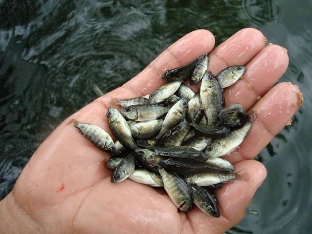 Chú ý chọn giống tốt, khỏe nhất