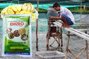 Chữa bệnh cho tôm bằng tỏi như thế nào.