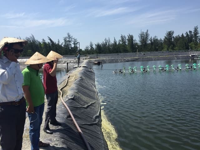 Tại sao cần gây màu nước ao nuôi tôm, cá