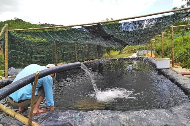 Hãy chăm vệ sinh môi trường sống của cá