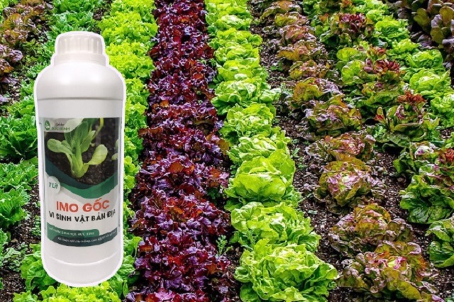 IMO gốc Đức Bình sử dụng để sản xuất ra chế phẩm IMO ủ rác nhà bếp, ủ phân, bón trực tiếp cho cây trồng ... hiệu quả cực cao