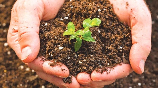 Cách sử dụng phân compost hiệu quả nhất