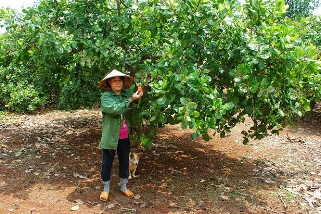 Cách phòng trừ tuyến trùng gây hại cho cây hiệu quả