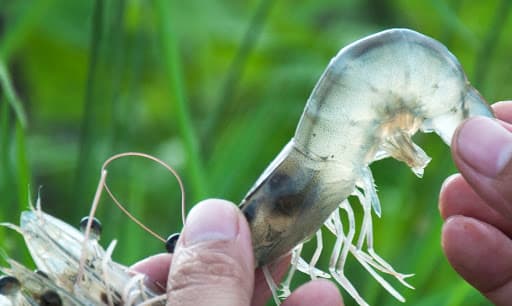 1. Lợi ích xử khi sử dụng vi sinh xử lý đáy ao