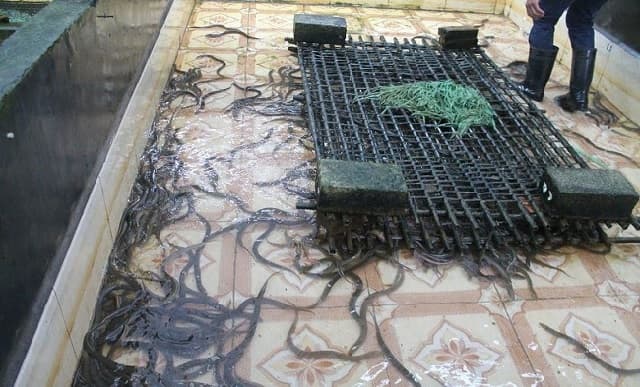 Cách nuôi lươn trong bể xi măng đúng kỹ thuật