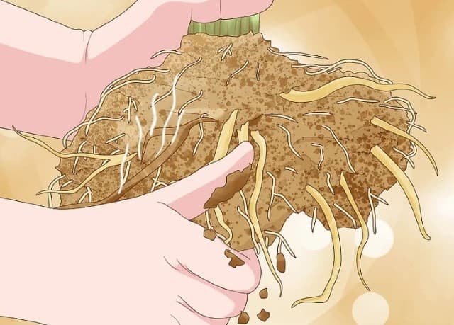 Bóc và bỏ các phần đất ở rễ cây.