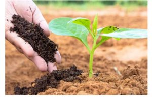 Bón trực tiếp vào đất