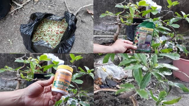 Có thể bón phân mỗi 2-3 tuần để cây có dinh dưỡng.