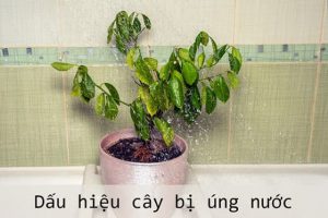 Cùng tìm hiểu về bệnh úng rễ trên cây trồng.