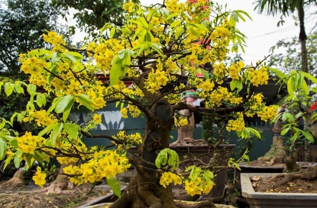 Cùng tìm hiểu về cách chăm sóc mai vàng.