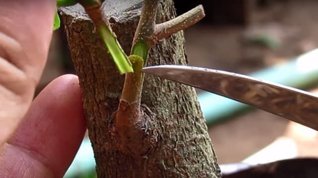 Ghép cành để mang theo các đặc điểm từ cây mẹ sang.