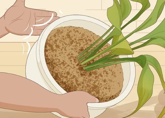 Gõ vào chậu để rễ cây khô nhanh hơn.