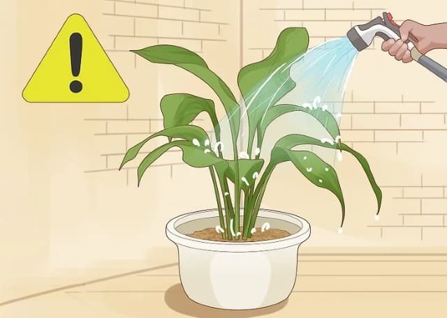 Hãy ngừng tưới nước cho cây trồng.