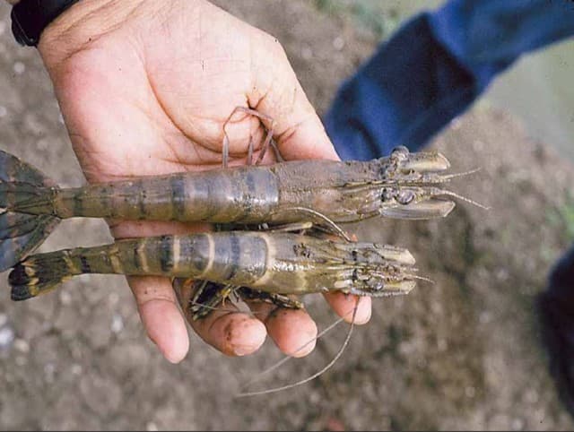 Hiện tượng tôm bị đóng tảo.