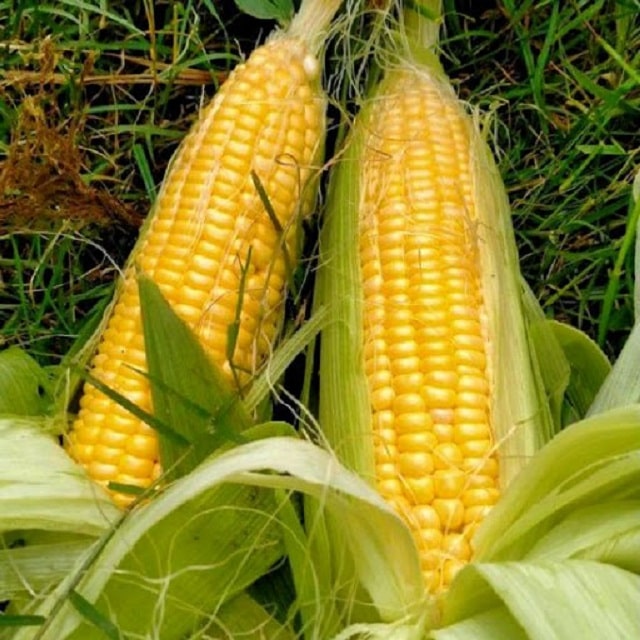 Ngô ngọt đem lại năng suất cao cho bà con nông dân. Nguồn: Internet