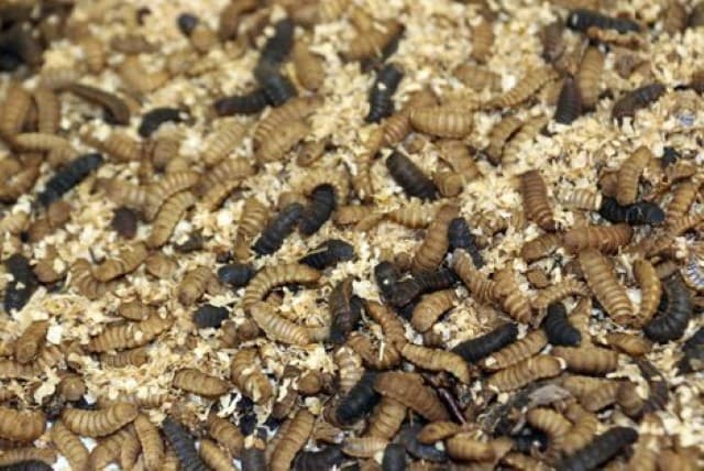 Ruồi đã hóa đen.