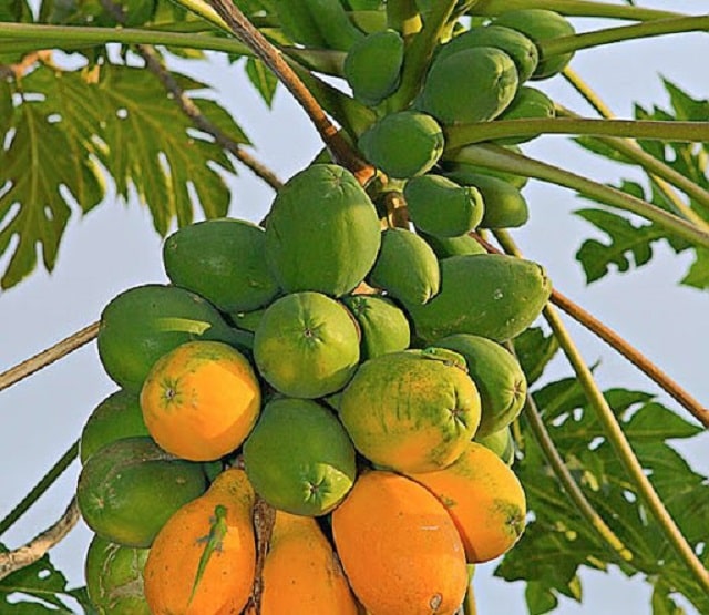 Đu đủ là một trong các loại cây trồng ngắn ngày đem lại năng suất cao. Nguồn: Internet