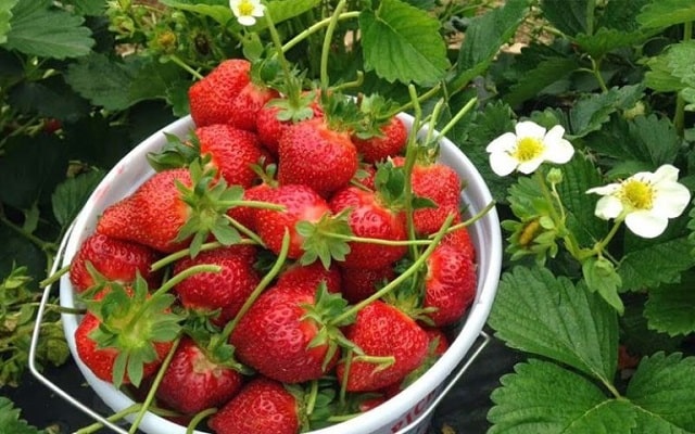 Trồng cây dâu tây ngắn ngày đem hiệu quả kinh tế( Nguồn Internet)