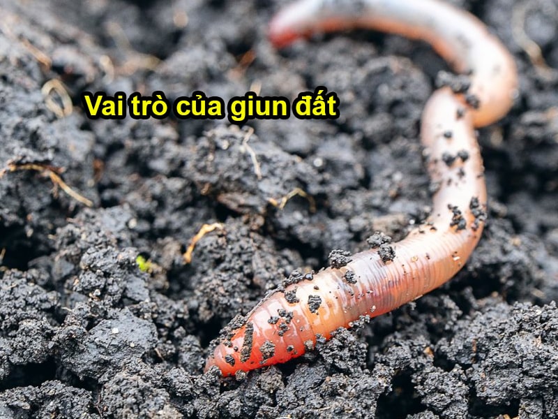 Vai trò của giun đất đối với cây trồng