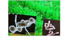 Vi khuẩn cố định đạm