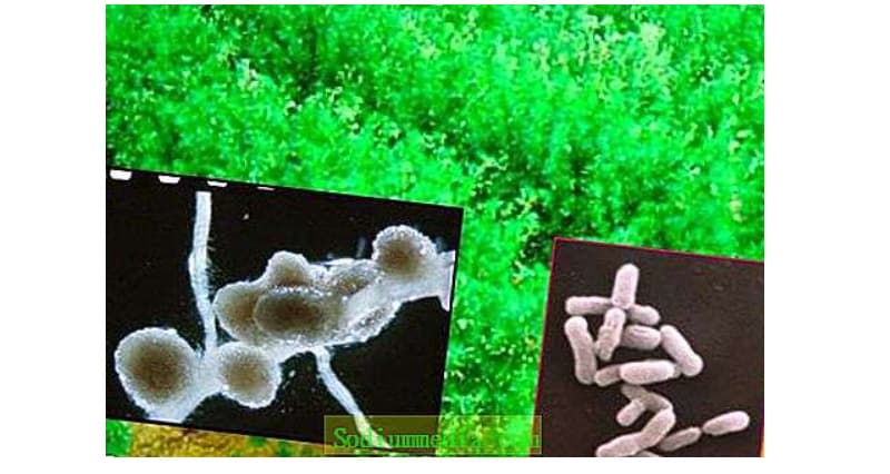 Vi khuẩn cố định đạm