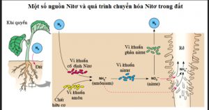 Vi sinh vật cố định đạm