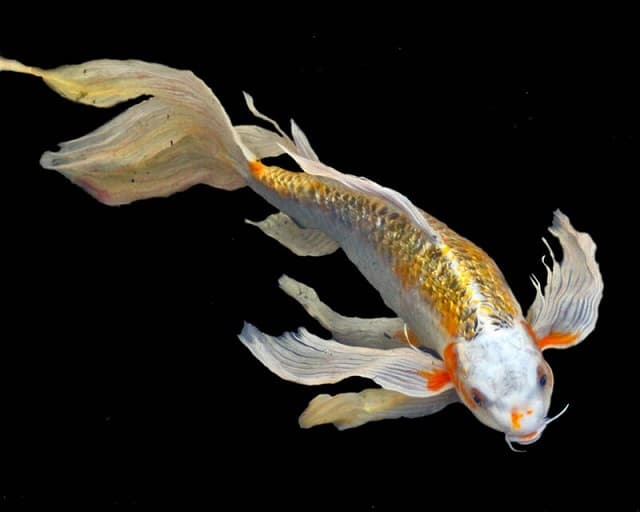 Nuôi cá koi trong hồ kiếng nên chọn loại nào thích hợp?