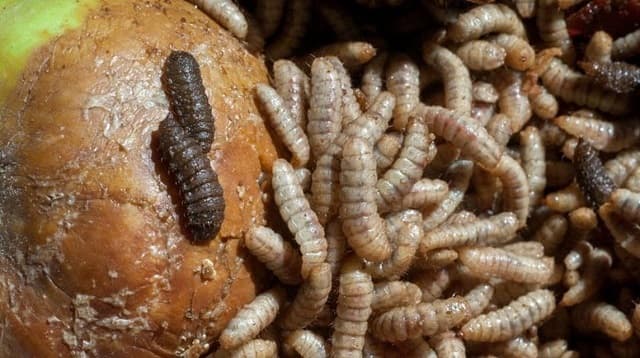 Ruồi lính đen có khả năng xử lý phân vật nuôi, đồng thời sản xuất phân hữu cơ cho cây trồng